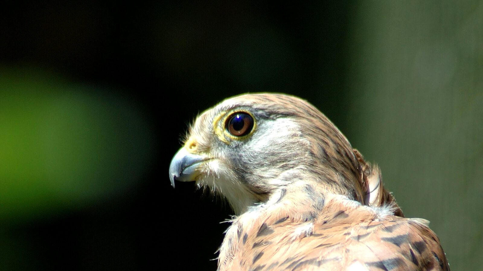 Turmfalke
