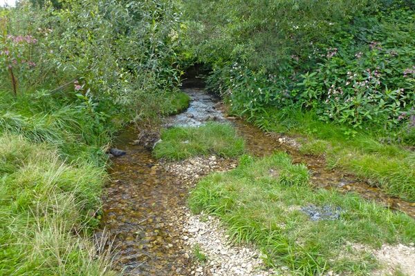 naturnahes Bachbett mit steinen und kleinen grasbewachsenen Inseln, daneben sattes grün durch Pflanzenbewuchs.