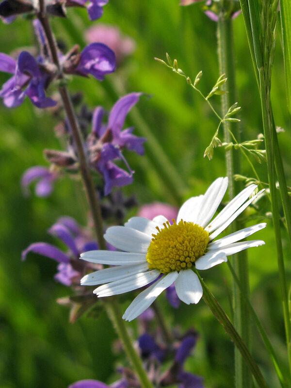 Nahaufnahme von zwei Pflanzen auf einer Wiese, im Vordergrund eine Blütenpflanze mit lila Blüten und eine Pflanze mit gelbem Stempel und weißen Blütenblättern.